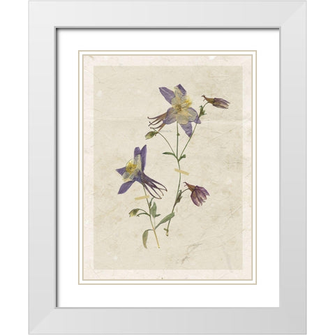Pressed Columbine White Modern Wood Framed Art Print with Double Matting by Robinson, Carol