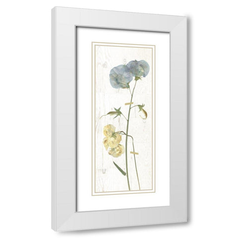 Pressed Sweetpea I White Modern Wood Framed Art Print with Double Matting by Robinson, Carol