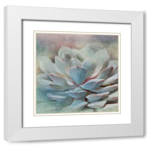 Pastel Succulent I White Modern Wood Framed Art Print with Double Matting by Weisz, Irene