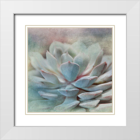 Pastel Succulent I White Modern Wood Framed Art Print with Double Matting by Weisz, Irene