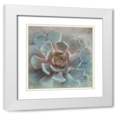 Pastel Succulent II White Modern Wood Framed Art Print with Double Matting by Weisz, Irene