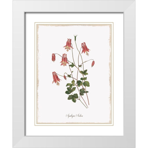 Botanical Columbine White Modern Wood Framed Art Print with Double Matting by Donovan, Kelly
