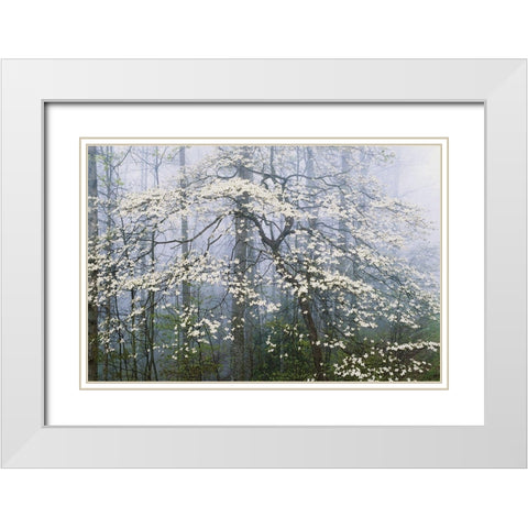 A. Jones _ Dogwood Canopy White Modern Wood Framed Art Print with Double Matting by Delimont, Danita