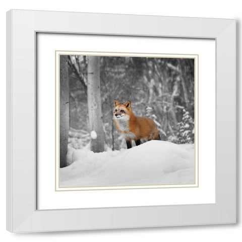 Snowy Sentinel White Modern Wood Framed Art Print with Double Matting by Delimont, Danita