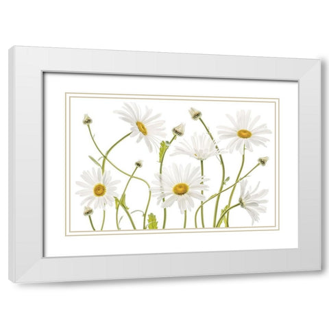 High Kew Daisies White Modern Wood Framed Art Print with Double Matting by Disher, Mandy