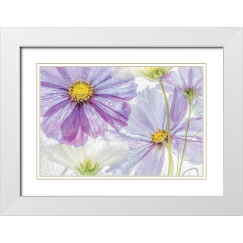 Frozen Floral II White Modern Wood Framed Art Print with Double Matting by Disher, Mandy