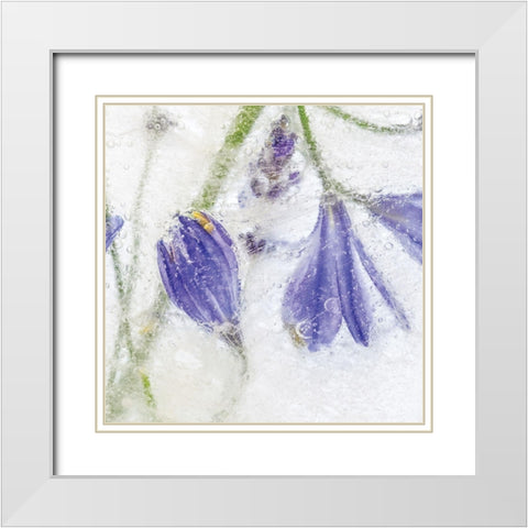 Frozen Floral III White Modern Wood Framed Art Print with Double Matting by Disher, Mandy
