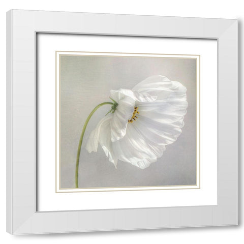Daisy Detail White Modern Wood Framed Art Print with Double Matting by Disher, Mandy
