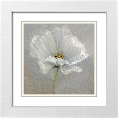 Daisy Detail White Modern Wood Framed Art Print with Double Matting by Disher, Mandy