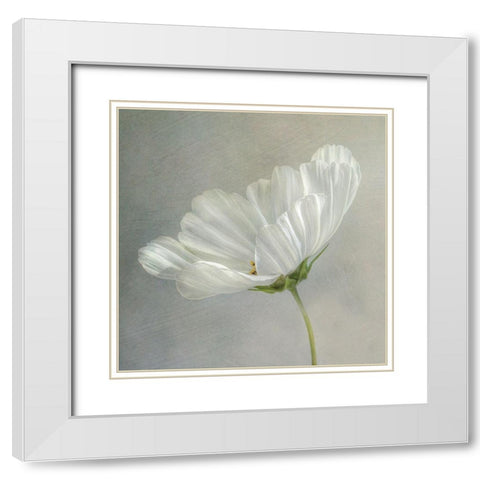 Daisy Detail White Modern Wood Framed Art Print with Double Matting by Disher, Mandy
