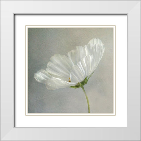 Daisy Detail White Modern Wood Framed Art Print with Double Matting by Disher, Mandy