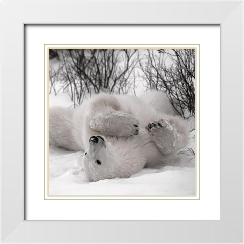 Hudson Bay White Modern Wood Framed Art Print with Double Matting by Delimont, Danita