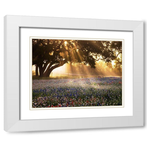 Morning Meadow White Modern Wood Framed Art Print with Double Matting by Delimont, Danita