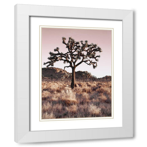 Joshua Tree White Modern Wood Framed Art Print with Double Matting by Delimont, Danita