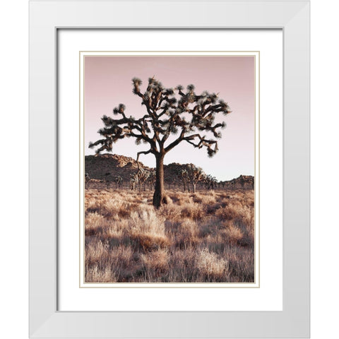Joshua Tree White Modern Wood Framed Art Print with Double Matting by Delimont, Danita