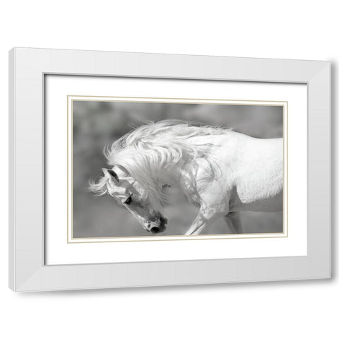 White Stallion White Modern Wood Framed Art Print with Double Matting by Klopfer, Lee
