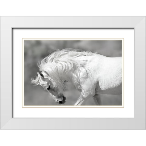 White Stallion White Modern Wood Framed Art Print with Double Matting by Klopfer, Lee