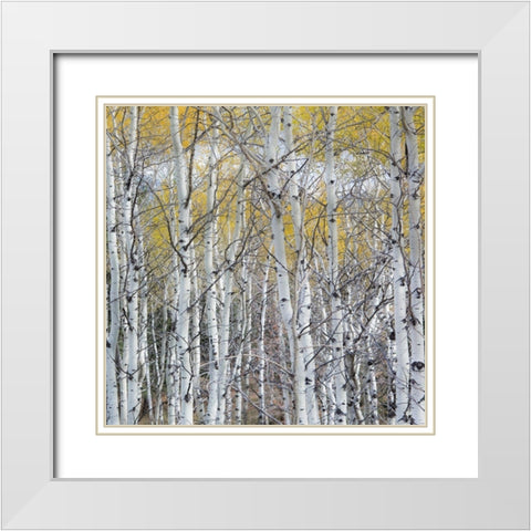 Mountain Aspen White Modern Wood Framed Art Print with Double Matting by Luhm, Gary