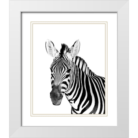 Safari Zebra White Modern Wood Framed Art Print with Double Matting by Westmoreland, Robin