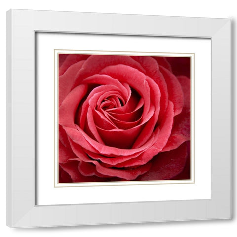 Palais Rose White Modern Wood Framed Art Print with Double Matting by Wild, JandJ