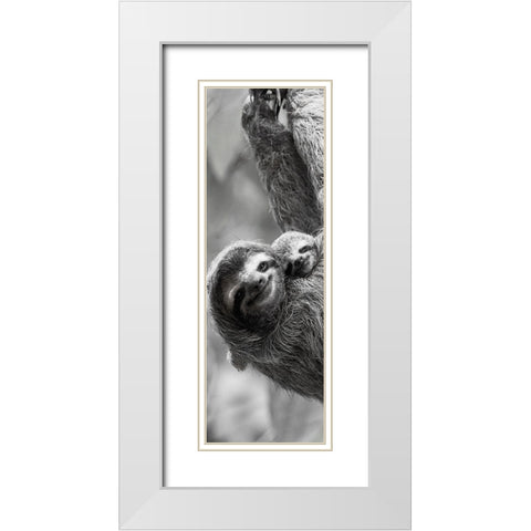 Sloth Swing White Modern Wood Framed Art Print with Double Matting by Goldstein, Jim