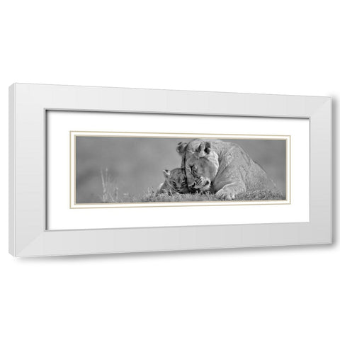 Lioness Love White Modern Wood Framed Art Print with Double Matting by Jones, Adam
