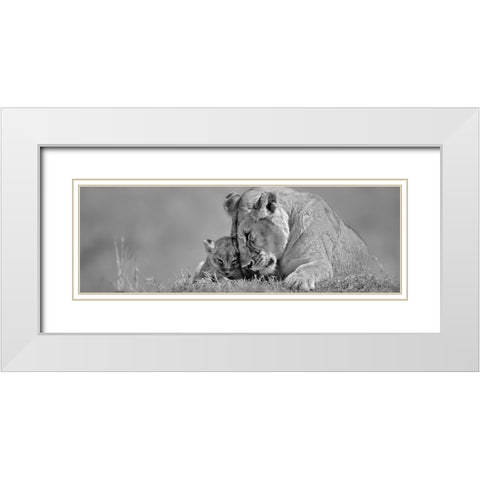 Lioness Love White Modern Wood Framed Art Print with Double Matting by Jones, Adam