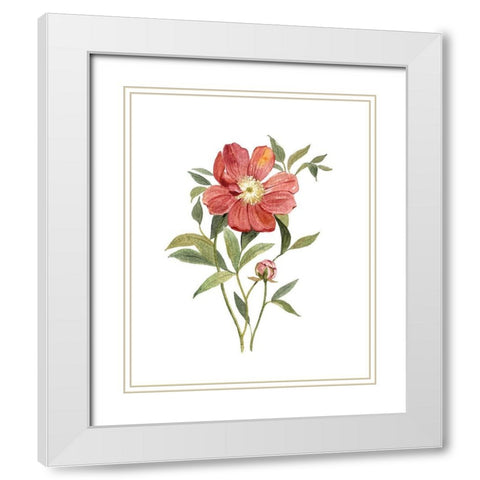 Scarlet Peony White Modern Wood Framed Art Print with Double Matting by Robinson, Carol