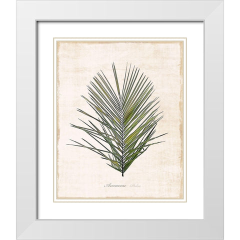 Palm Botanical I White Modern Wood Framed Art Print with Double Matting by Carpentieri, Natalie