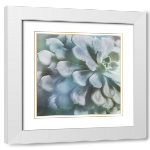 Soft Succulent I White Modern Wood Framed Art Print with Double Matting by Weisz, Irene