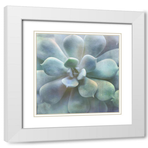 Soft Succulent II White Modern Wood Framed Art Print with Double Matting by Weisz, Irene