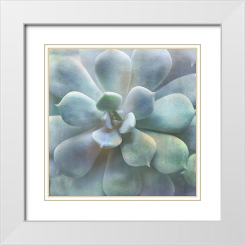 Soft Succulent II White Modern Wood Framed Art Print with Double Matting by Weisz, Irene