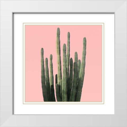 Island Succulent White Modern Wood Framed Art Print with Double Matting by Carpentieri, Natalie