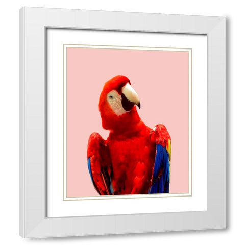Honduras Wildlife White Modern Wood Framed Art Print with Double Matting by Carpentieri, Natalie