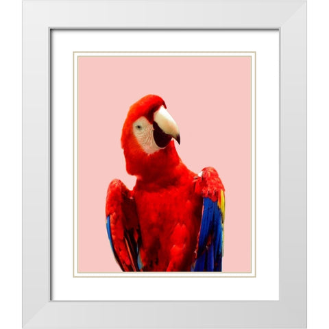 Honduras Wildlife White Modern Wood Framed Art Print with Double Matting by Carpentieri, Natalie