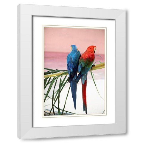 Palm Parrots White Modern Wood Framed Art Print with Double Matting by Sunstar, Elena