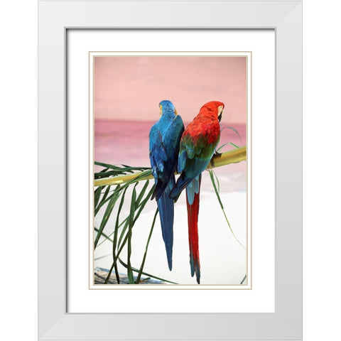Palm Parrots White Modern Wood Framed Art Print with Double Matting by Sunstar, Elena