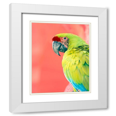 Green Macaw White Modern Wood Framed Art Print with Double Matting by Foster, Kent