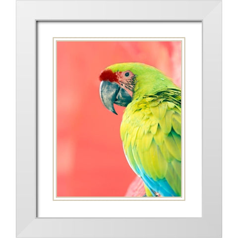 Green Macaw White Modern Wood Framed Art Print with Double Matting by Foster, Kent