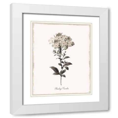 Sketchbook Leadwort White Modern Wood Framed Art Print with Double Matting by Donovan, Kelly