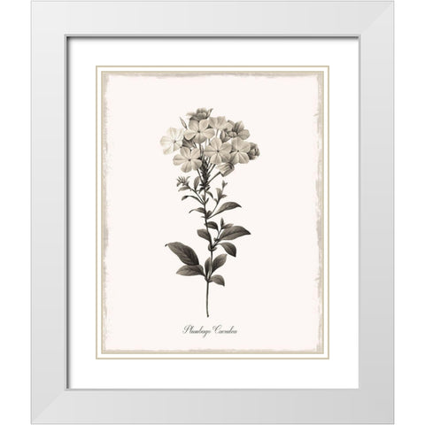 Sketchbook Leadwort White Modern Wood Framed Art Print with Double Matting by Donovan, Kelly