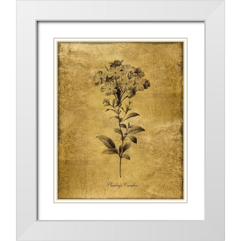 Gold Sketch Botanical II White Modern Wood Framed Art Print with Double Matting by Donovan, Kelly