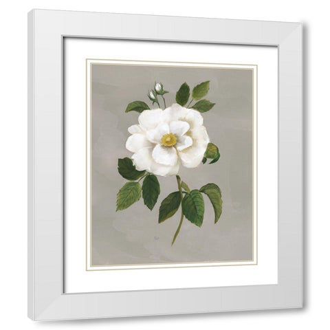 Botanical Garden Rose White Modern Wood Framed Art Print with Double Matting by Nan