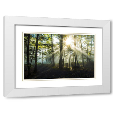 Light and Trees White Modern Wood Framed Art Print with Double Matting by Foulke, Doug