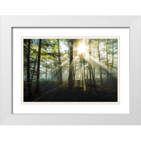 Light and Trees White Modern Wood Framed Art Print with Double Matting by Foulke, Doug