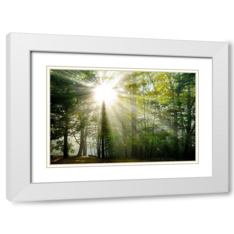 Light and Trees II White Modern Wood Framed Art Print with Double Matting by Foulke, Doug
