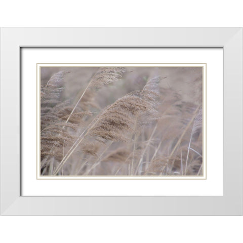 Pampas Field I White Modern Wood Framed Art Print with Double Matting by Weisz, Irene