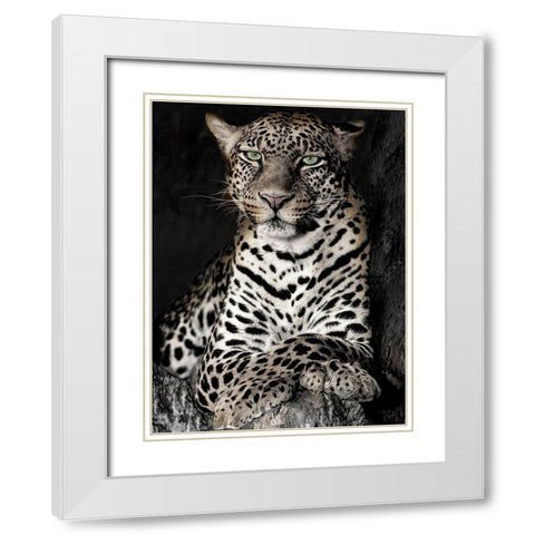 African Leopard White Modern Wood Framed Art Print with Double Matting by Jaynes, William D.