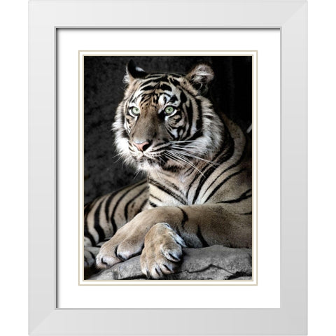 Sumatran Tiger White Modern Wood Framed Art Print with Double Matting by Aubert, Tananarive