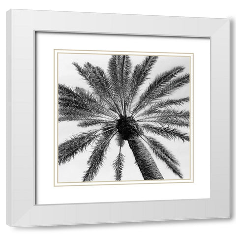 Skyward Palm White Modern Wood Framed Art Print with Double Matting by Pease, Susan